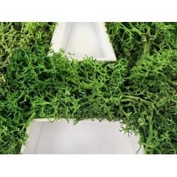 Sign Quote with Stabilized Lichen